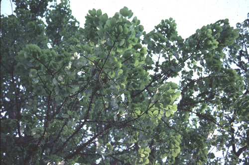 ������ &nbsp; (-)