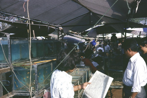 ����ǳ��ا�ѵ���Թ��� (��鹹͡-����) &nbsp; (-)