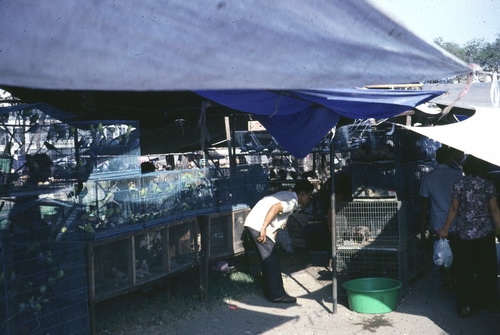 ����ǳ��ا�ѵ���Թ��� (��鹹͡-����) &nbsp; (-)