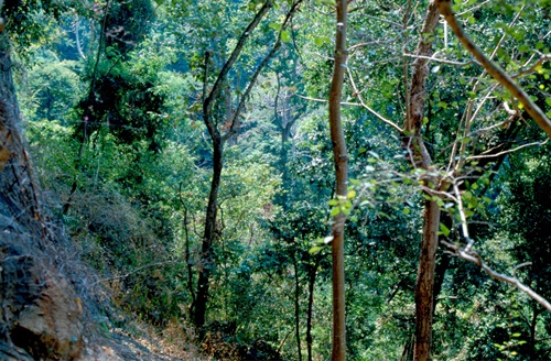 �Ҿ��¹�����¡�͹����ѵ���ʵ�������ٻ ������ �.���¤ �.�ҭ������ &nbsp; (-)