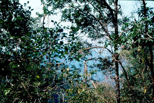 �Ҿ��¹�����¡�͹����ѵ���ʵ�������ٻ ������ �.���¤ �.�ҭ������ &nbsp; (-)