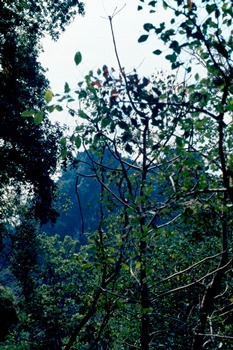 �Ҿ��¹�����¡�͹����ѵ���ʵ�������ٻ ������ �.���¤ �.�ҭ������ &nbsp; (-)