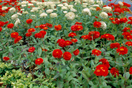 �����Դ������õ����稾�йҧ������ԡԵ��� ��к���ҪԹչҶ ����ǳ����Ҫ���Թ 12 �ԧ�Ҥ� 2535 &nbsp; (-)