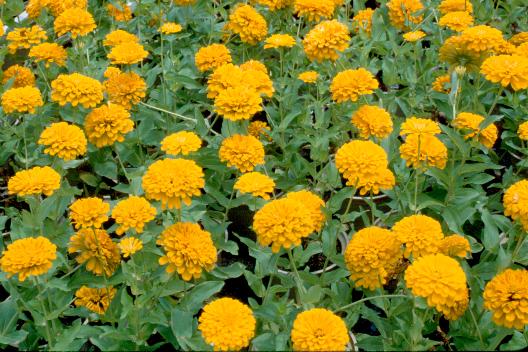 �����Դ������õ����稾�йҧ������ԡԵ��� ��к���ҪԹչҶ ����ǳ����Ҫ���Թ 12 �ԧ�Ҥ� 2535