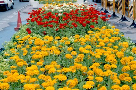 �����Դ������õ����稾�йҧ������ԡԵ��� ��к���ҪԹչҶ ����ǳ����Ҫ���Թ 12 �ԧ�Ҥ� 2535