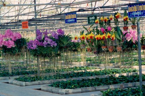 �ǹ��������