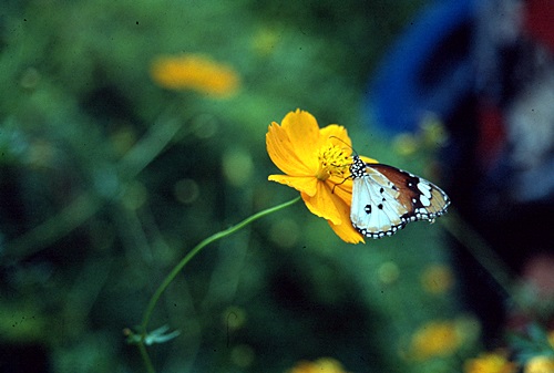 ������ͷ���ǹ������ͻչѧ &nbsp; (-)