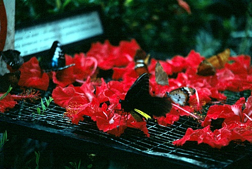 ������ͷ���ǹ������ͻչѧ &nbsp; (-)