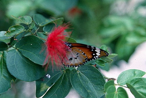 ������ͷ���ǹ������ͻչѧ &nbsp; (-)