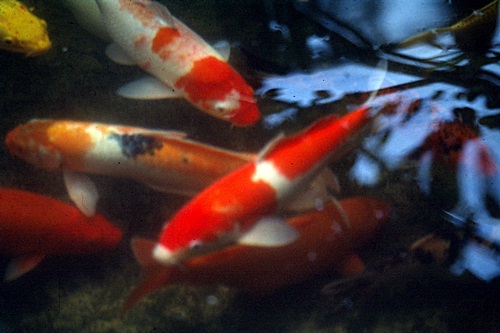 ������ͷ���ǹ������ͻչѧ &nbsp; (-)