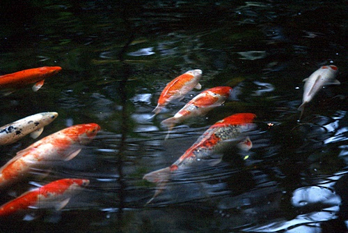 ������ͷ���ǹ������ͻչѧ &nbsp; (-)