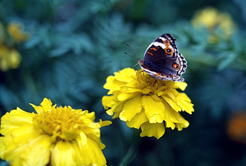 ������ͷ���ǹ������ͻչѧ &nbsp; (-)