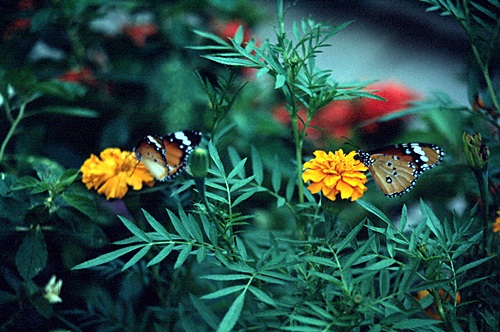 ������ͷ���ǹ������ͻչѧ &nbsp; (-)