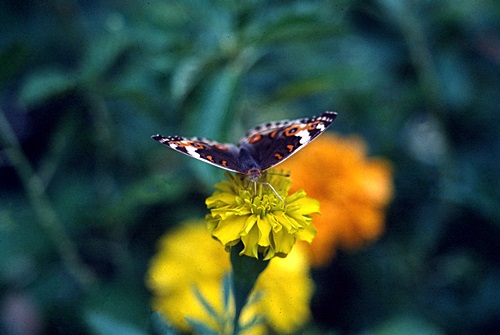 ������ͷ���ǹ������ͻչѧ &nbsp; (-)