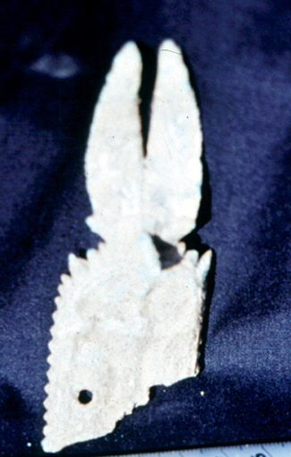 สงวนลิขสิทธิ์โดย</strong> ห้องสมุด ศ.ม.จ.สุภัทรดิศ ดิศกุล