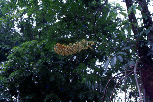 สงวนลิขสิทธิ์โดย</strong> ห้องสมุด ศ.ม.จ.สุภัทรดิศ ดิศกุล