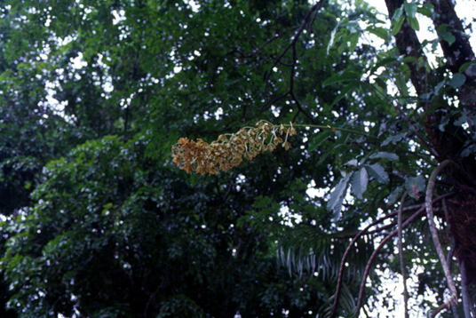 สงวนลิขสิทธิ์โดย</strong> ห้องสมุด ศ.ม.จ.สุภัทรดิศ ดิศกุล