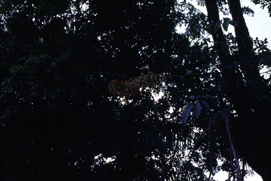 สงวนลิขสิทธิ์โดย</strong> ห้องสมุด ศ.ม.จ.สุภัทรดิศ ดิศกุล