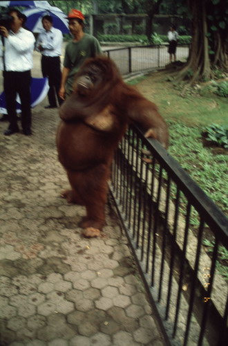 สงวนลิขสิทธิ์โดย</strong> ห้องสมุด ศ.ม.จ.สุภัทรดิศ ดิศกุล